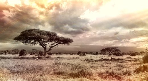 safari Afrika