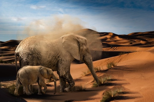 elephant-2894482_1920.jpg