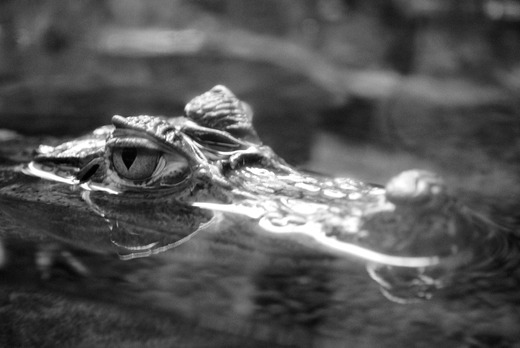 krokodýlí zoo
